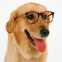 odio a las perras que usan armazones de lentes sin aumento para pegarle al hipster